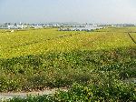 Farmland, Yeongsan River Trail, Korea