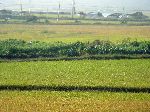 Farmland, Yeongsan River Trail, Korea