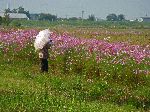 Cosmos field, Yeongsan River Trail, Korea
