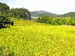 Idyllic view, Yeongsan River Trail, Korea