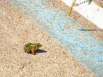 Frog on the Yeongsan River Trail, Korea