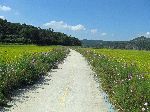 farm road, Yeongsan River Trail, Korea