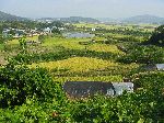 Farmland, Hampyeong-gun, Korea