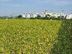 Field of ripe rice ready for harvesting, Korea