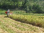 Small rice harvester, Korea