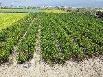 Field of pepper plants, Korea