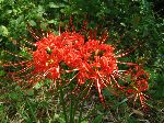 Native Lycoris Radiata (cluster amaryllis), Gilyong-ri, Korea