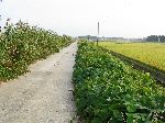 Sapo-ri, Heungdeok-myeon, Gochang-gun, Jeollabuk-do, South Korea ‎