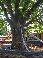 Prayer Tree, Naesosa, Korea