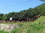 Holly Trees. Docheong-ri, Buan, Korea