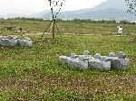 Duck art, rest area, Geumgang Bicycle Trail, Gunsan, Korea