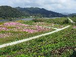Cosmos along Geumgang Bicycle Path, Korea