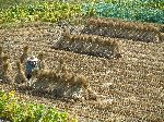 Rice stacks, between Buron and Chungju, Korea