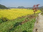 Yangdong River Trail, south of Mungyeong, Korea