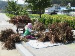 Woman processing crop, Sangju, Korea