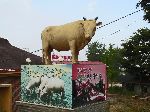 Nakdon cow statue, Korea