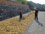 Women using the road to dry rice  in Ilsan-ri