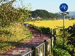 Yeongsan River Trail, Damyang, Korea