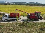 Rice harvest, Hampyeong, Korea