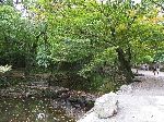 stream, Seonun-sa (temple), Korea