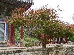 Tree and buildings, Seonunsa (temple), Korea