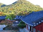 Camilia forest, Seonunsa (temple), Korea