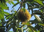 Chestnut on a tree, Gwangyang Province, Korea