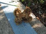 Chestnut husk, Gwangyang Province, Korea