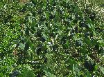 Taro, toran, eddo, cocoyam, dasheen, elephant ear plant, yu tou, woo cho, sato-imo, kimo