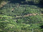 Tea plants, Gwangyang Province, Korea