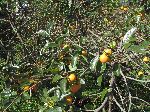Persimmons on the tree, Gwangyang Province, Korea