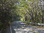 Road to Ssanggye-sa (temple), Gwangyang Province, Korea