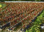 Red pepper farm, Seomjingang Trail. Korea