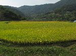 Rice farm, Seomjingang Trail. Korea