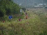Yeongsan River Trail, Damyang, Korea