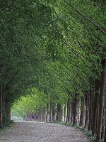 Metasequoia trees, Damyang, Korea