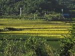 Rice field, Yeongsan River Trail, Korea