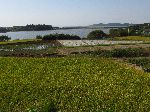 Field of ripe rice ready for harvesting, Korea