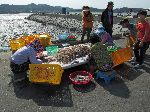 Fish market, Seoldohang Port, Bongnam-ri, Yeomsan-myeon, Korea