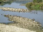Ducks, Mihocheon, Korea