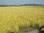Rice fields, Ocheon Trail, Cheonju, Korea