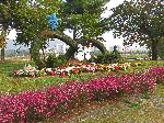 Topiary and landscaping, Jeungpyeong, Korea