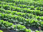 Lettuce farm, Ocheon Trail, Jeungpyeong, Korea