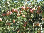 Apple trees, Korea