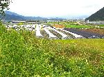 Agricultural land near the Nakdong River, Korea