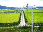 Agricultural land near the Nakdong River, Korea