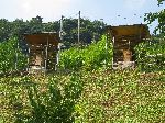 Beehives, Korea