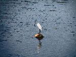 Egret hunkered down in the rain, Korea