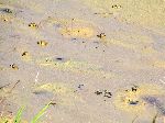 Crabs, Seomjin River Trail, Korea