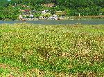 Reed bed and estuary, Seomjin River Trail, Korea
